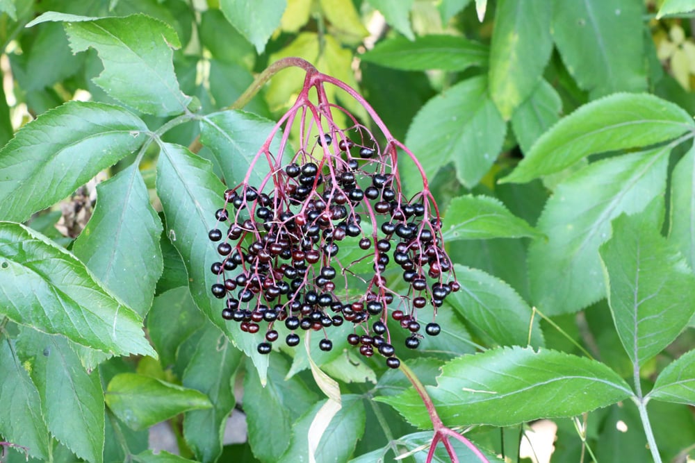 Holunder - Sambucus nigra