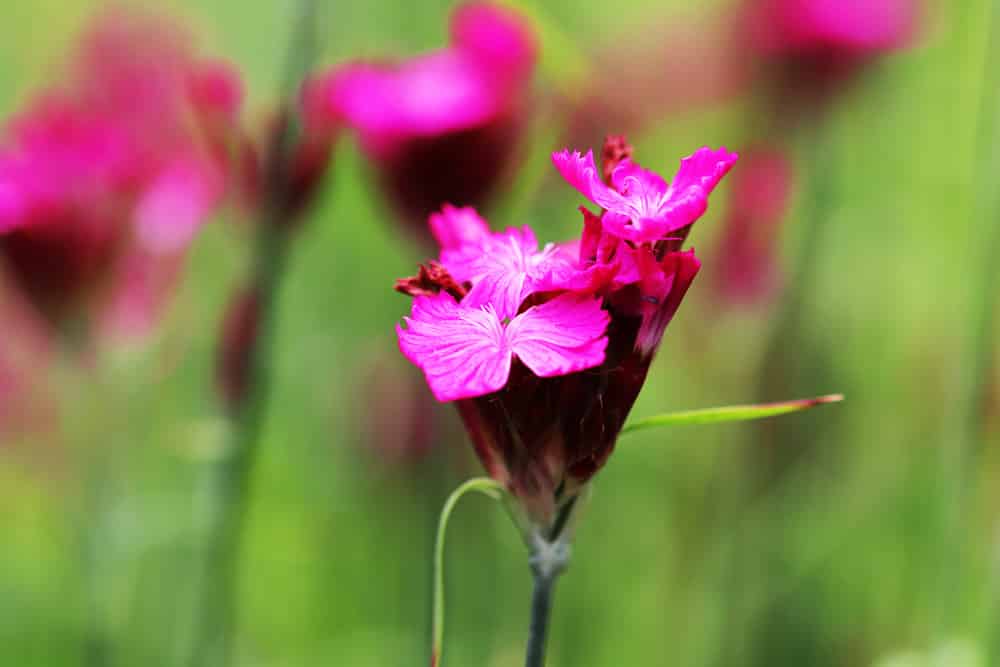 Kartäusernelke - Dianthus carthusianorum