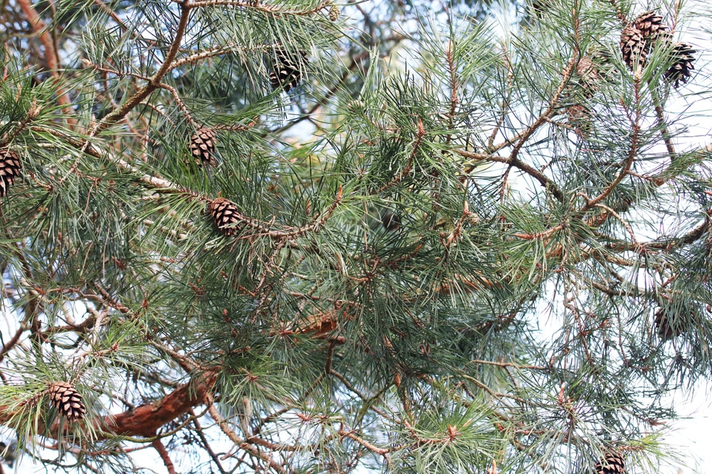 Kiefer - Waldkiefer - Pinus sylvestris