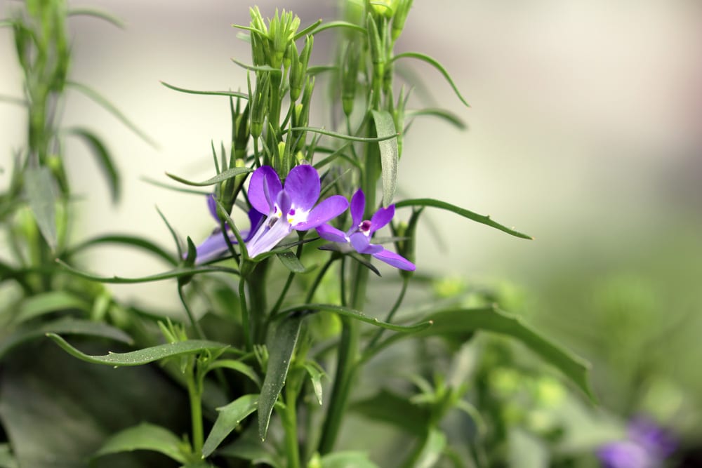 Männertreu - Lobelia erinus