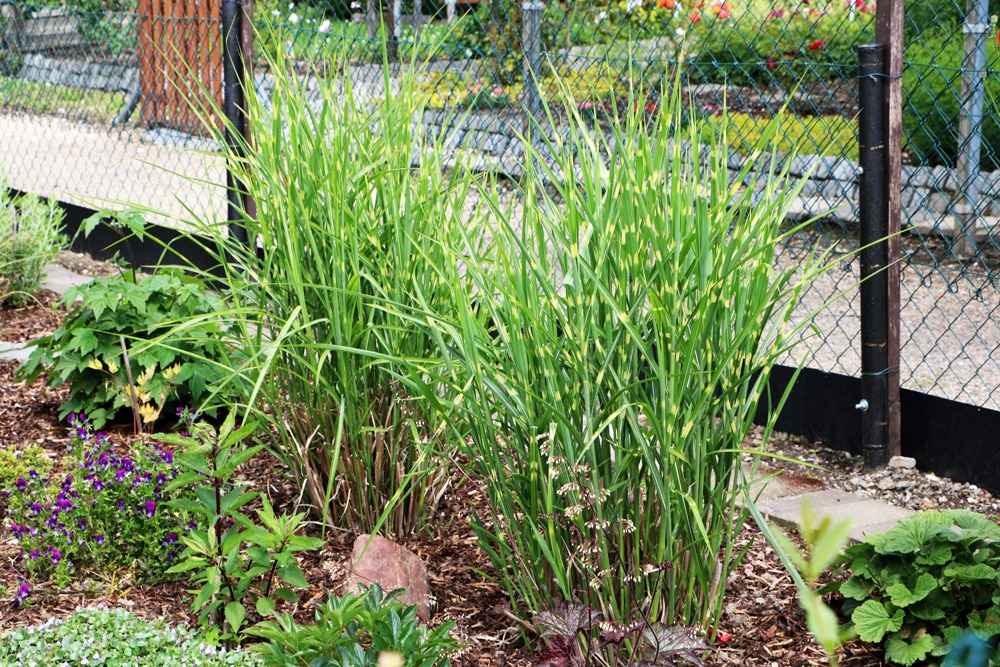 Miscanthus sinensis - Zebragras - Stachelschweingras - Zebraschilf