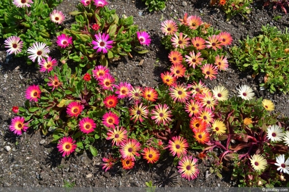 Mittagsblume, Mesembryanthemum Pflege und Schneiden