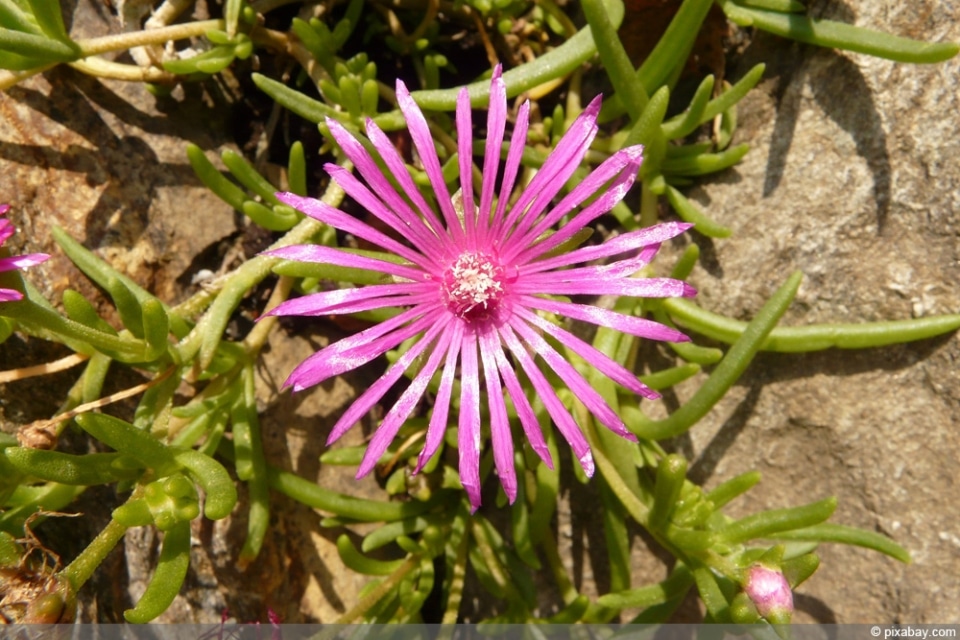 Mittagsblume, Mesembryanthemum Pflege und Schneiden