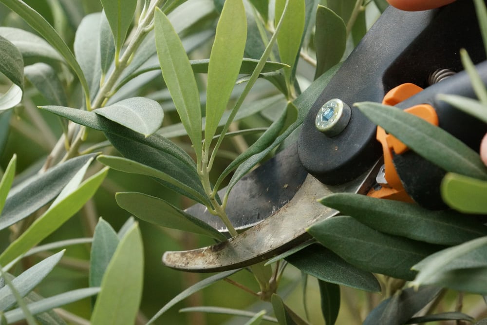 Olivenbaum (Olea europaea) Rückschnitt