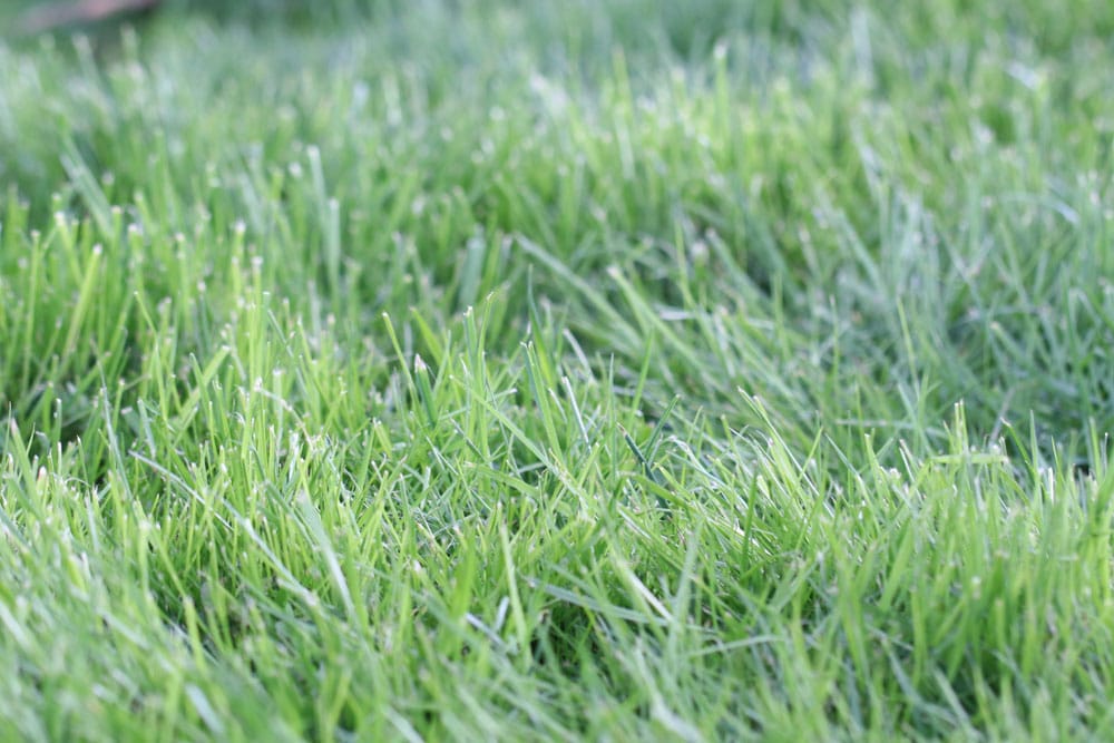 Rasen mhen bei Hitze & Trockenheit | Rasenpflege im Sommer - Hausgarten.net
