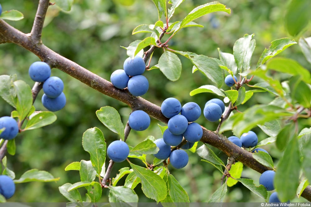 Schlehen - Schlehdorn - Schwarzdorn - Prunis spinosa