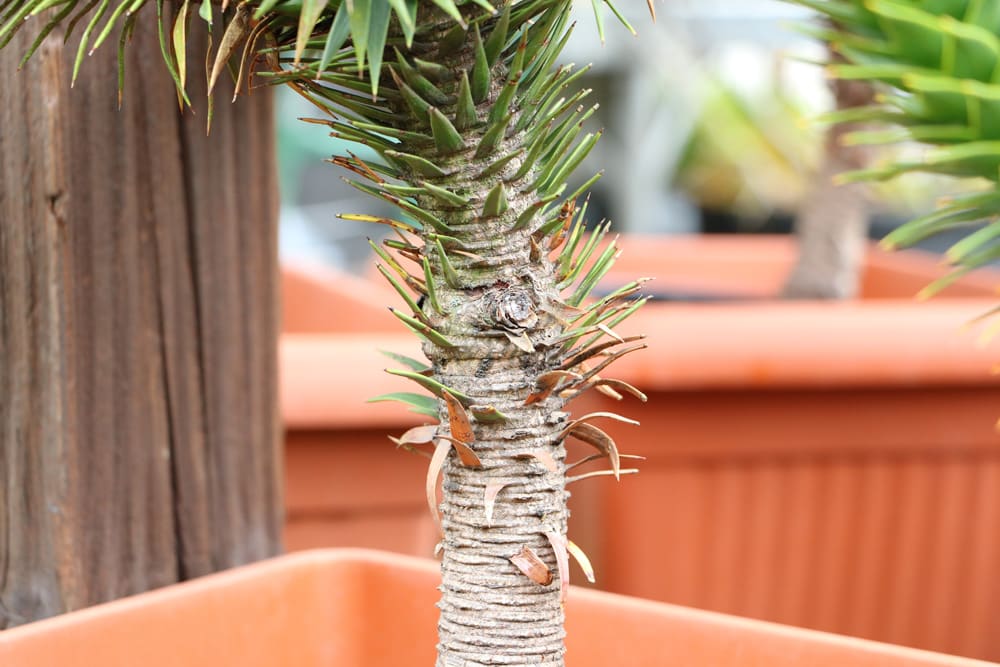 Araucaria araucana, Aurakie, Andentanne, Schmucktanne, Chilenische Araukarie