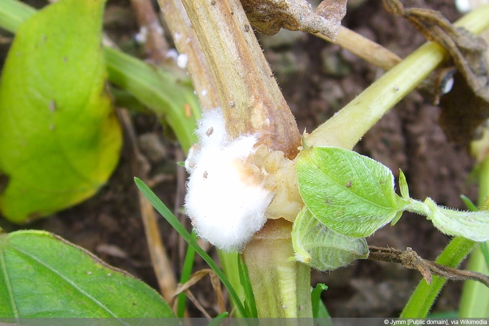 Sclerotinia-Welke - Sclerotinia-Stängelgrundfäule - Sclerotinia sclerotiorum