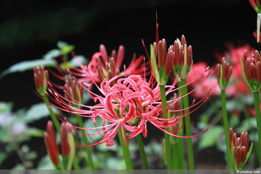 Spinnenlilie, Lycoris: Grundlagen der Pflege - Hausgarten.net
