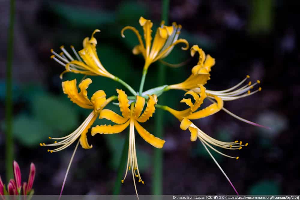 Spinnenlilie - Lycoris aurea