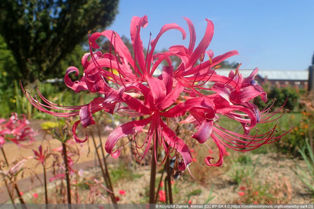 Spinnenlilie - Lycoris rosea