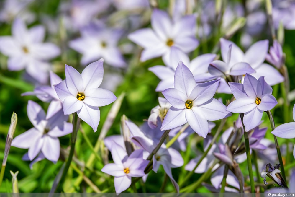 Sternenblume - Ipheion