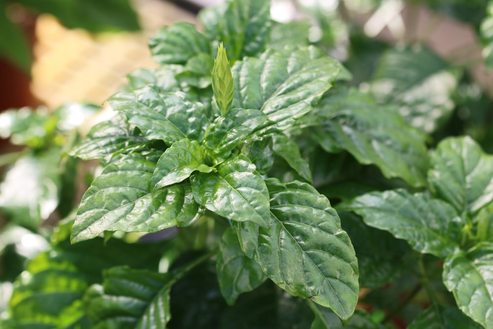 Tapirblume - Crossandra infundibuliformis