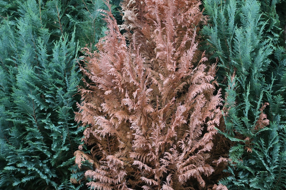 Thuja brabant occidentalis