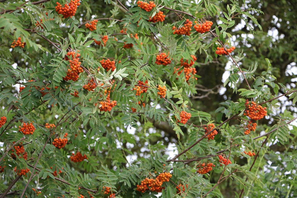 Vogelbeere - Eberesche - Sorbus aucuparia