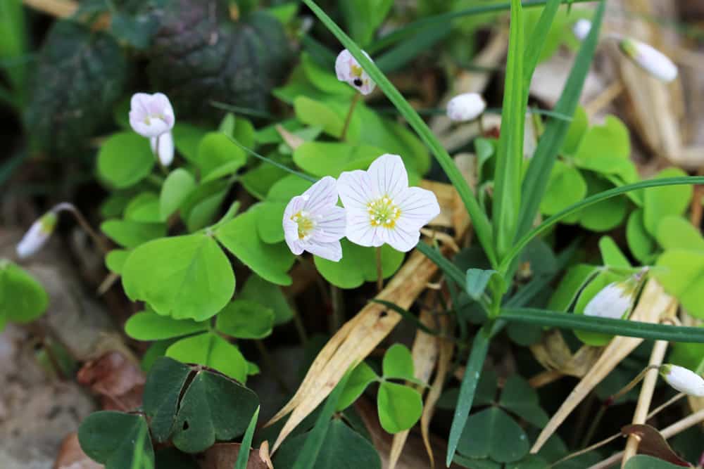 Waldsauerklee - Oxalis acetosella