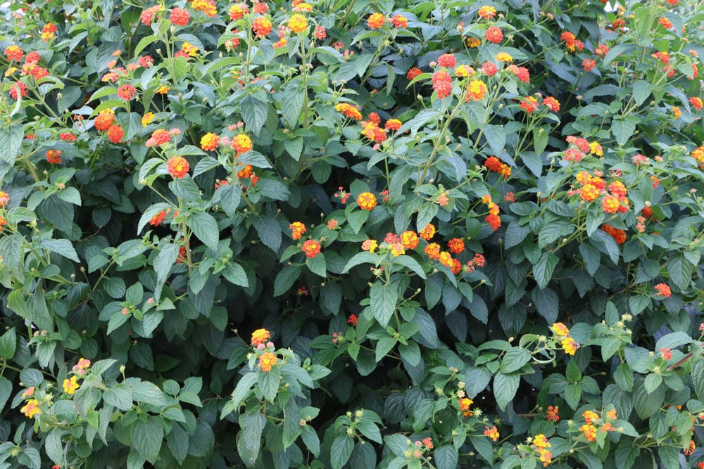 Wandelröschen - Lantana camara