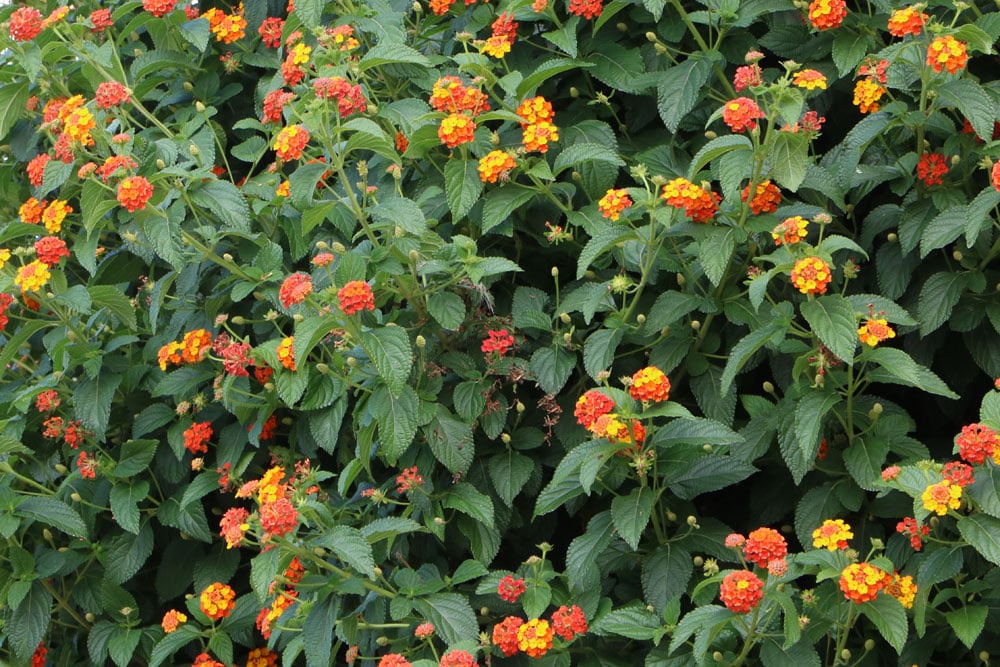 Wandelröschen - Lantana camara