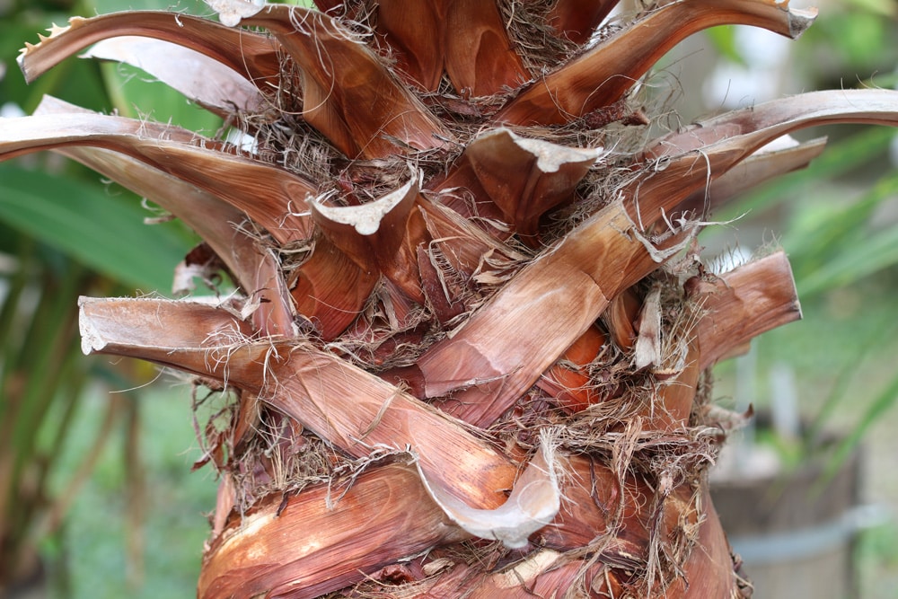 Washingtonpalme - Washington robusta