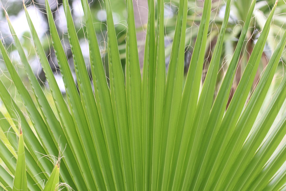 Washingtonpalme - Washington robusta