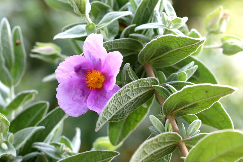 Weißliche Zistrose - Cistus albidus