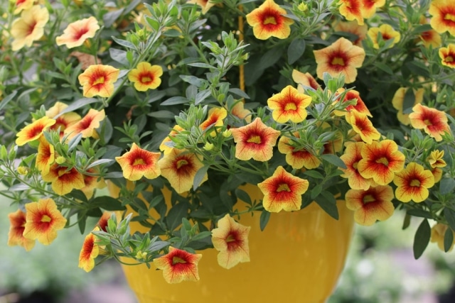 17 Pflanzen für die Blumenampel Hängeampeln richtig bepflanzen