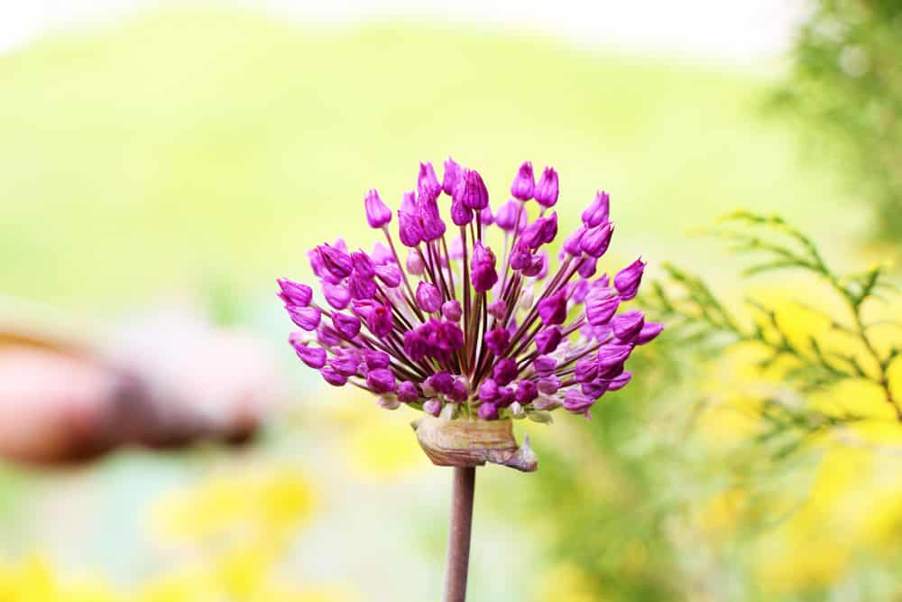Zierlauch - Allium