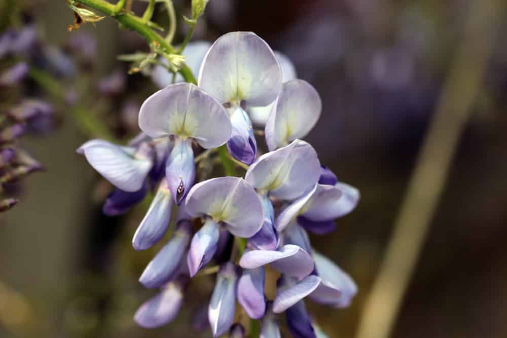 Blauregen - Glyzinie wisteria