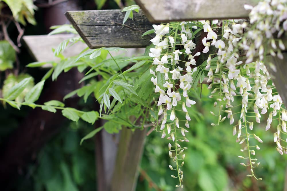 Blauregen - Glyzinie wisteria