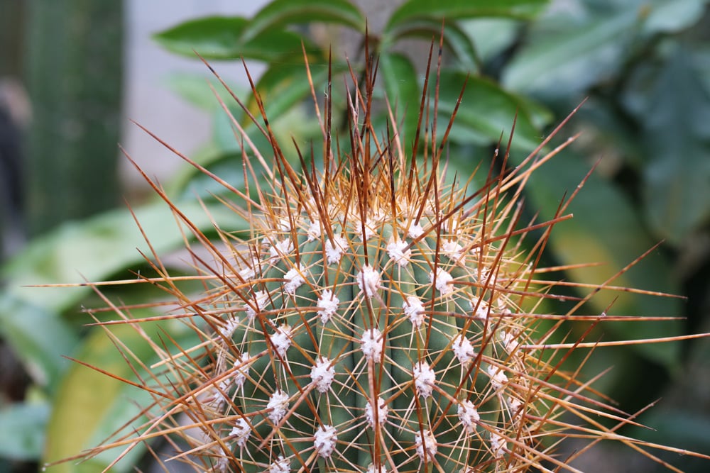 Peruanischer Stangenkaktus - Echinopsis cuzcoensis, Cuzco