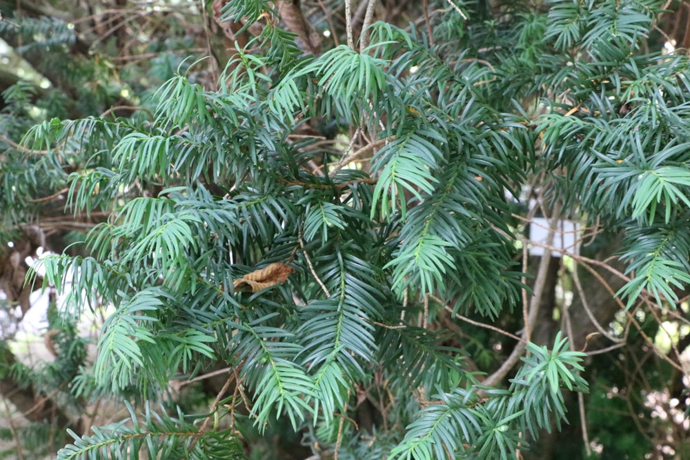 Eibe - Taxus baccata