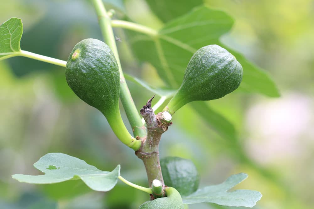 Feigenbaum - Ficus carica