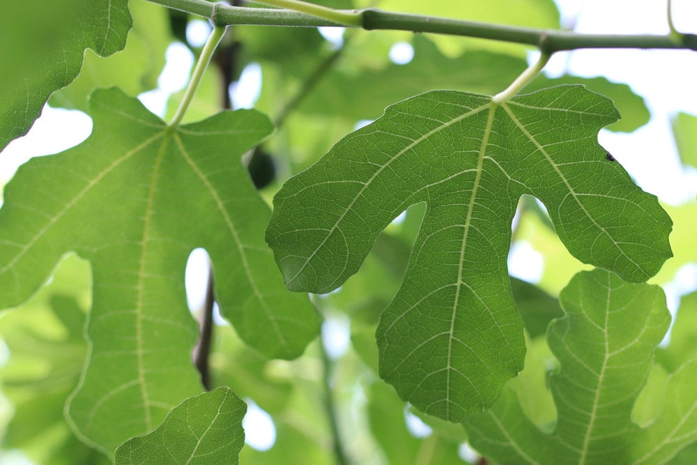 Feigenbaum - Ficus carica