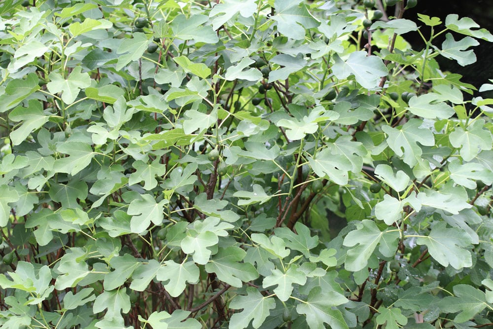 Feigenbaum - Ficus carica