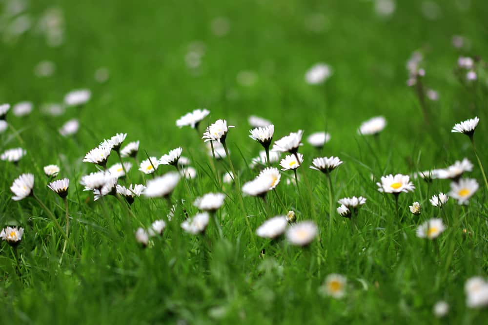 Gänseblümchen - Bellis