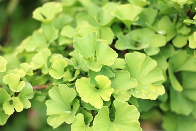 Ginkgo als Zimmerpflanze Fächerblattbaum Ginkgo biloba 'Troll