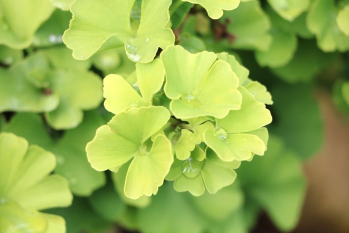 Ginkgo als Zimmerpflanze Fächerblattbaum Ginkgo biloba 'Troll