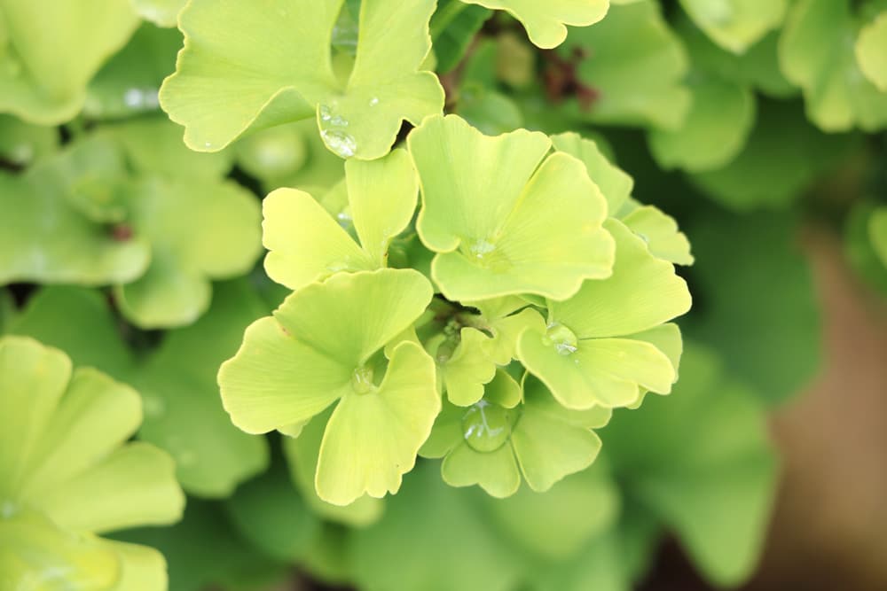 Ginkgo biloba 'Troll' - Fächerblattbaum