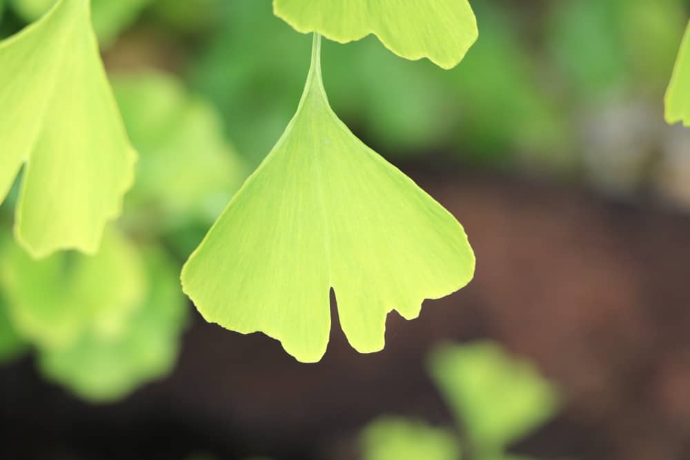 Ginkgo biloba 'Troll' - Fächerblattbaum