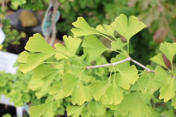 Ginkgo als Zimmerpflanze Fächerblattbaum Ginkgo biloba 'Troll