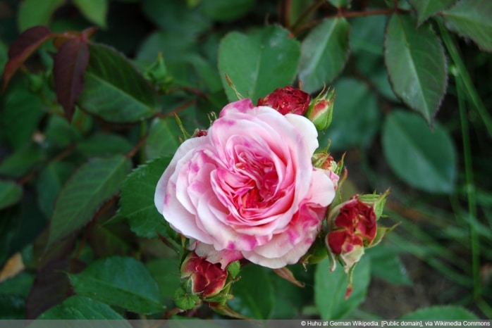Rose 'Gruß aus Aachen'