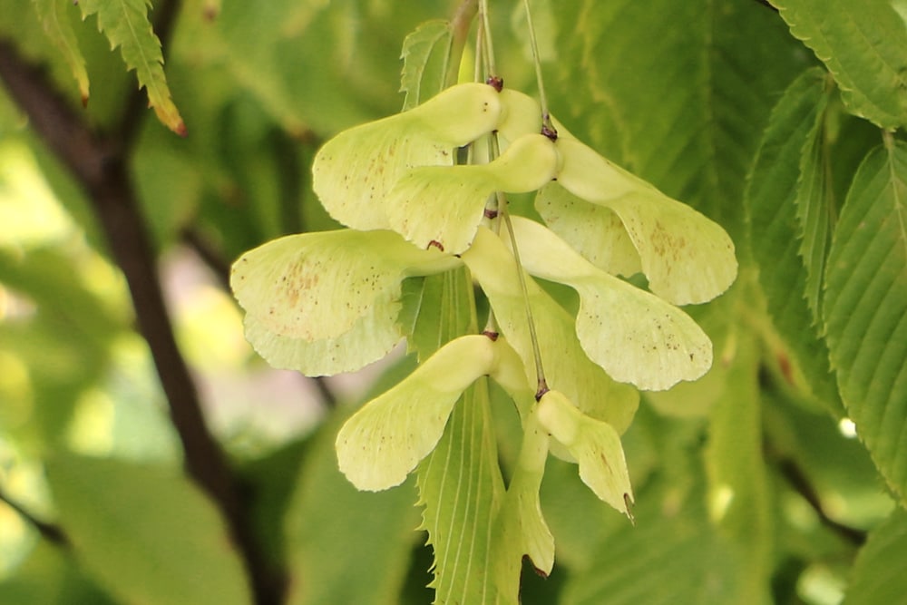 Acer carpinifolium, Hainbuchenblättriger Ahorn