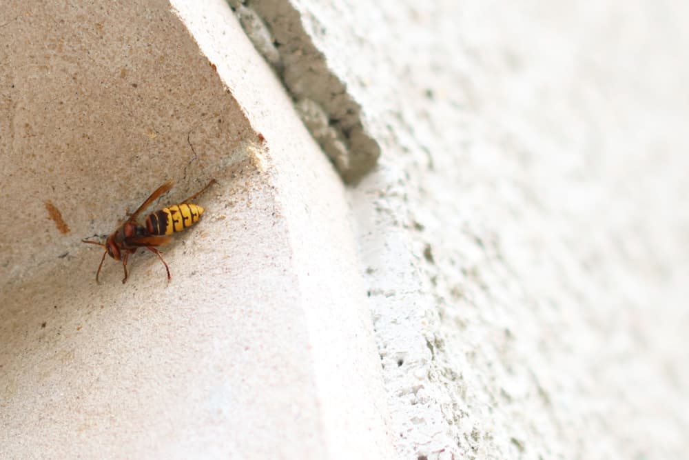 Hornisse - Vespa crabro