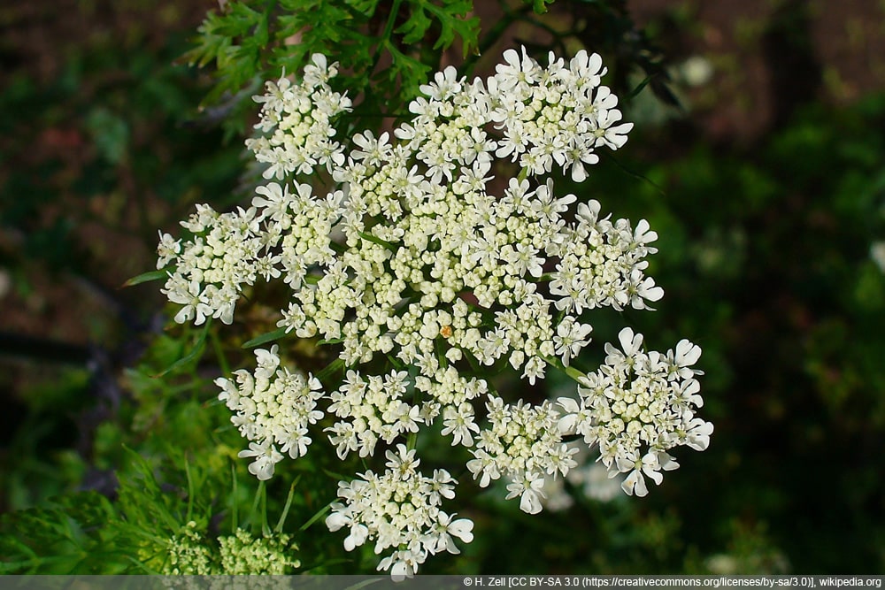 Hundspetersilie - Aethusa cynapium