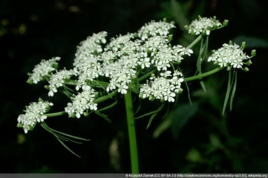 Hundspetersilie - Aethusa cynapium