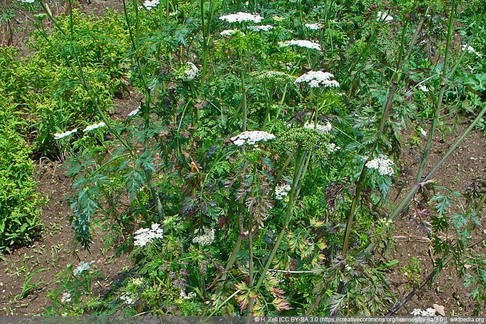 Hundspetersilie - Aethusa cynapium