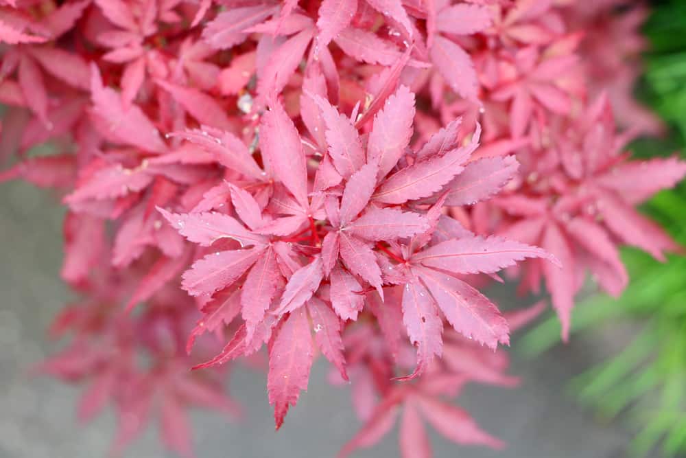 japanischer Fächerahorn - Acer palmatum
