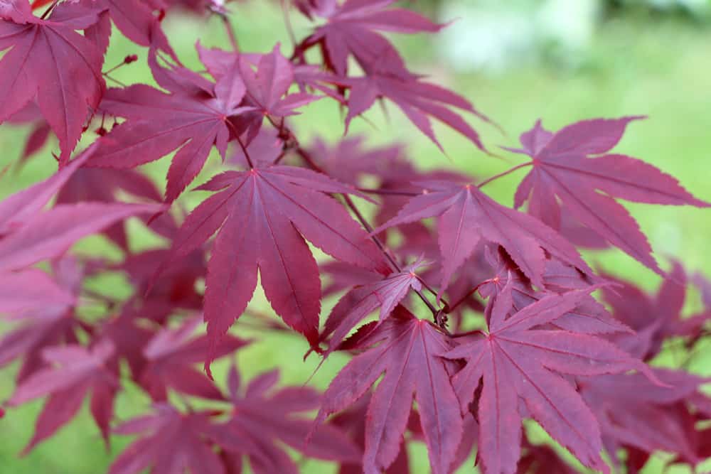 japanischer Fächerahorn - Acer palmatum