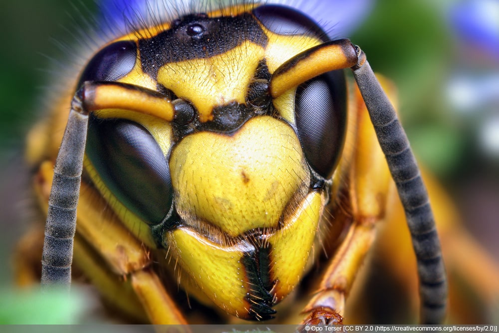 Kurzkopfwespe - Gelbjacke - Vespula squamosa