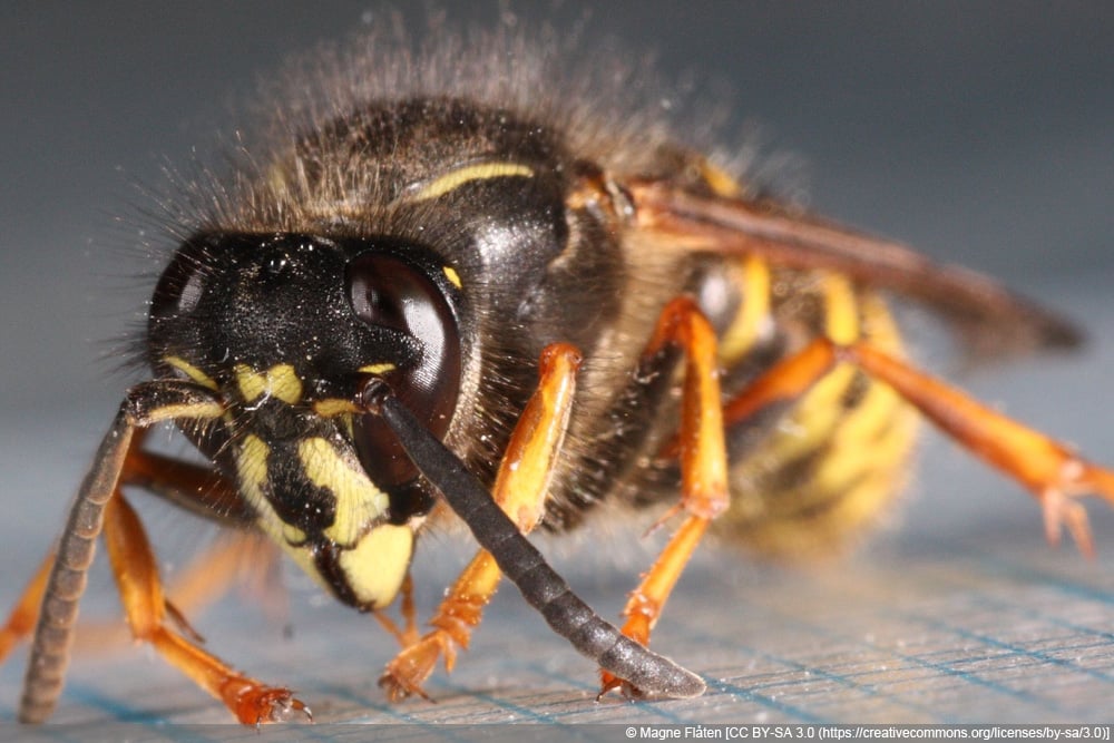 Langkopfwespe - Dachbodenwespe - Sächsische Wespe - Dolichovespula saxonica